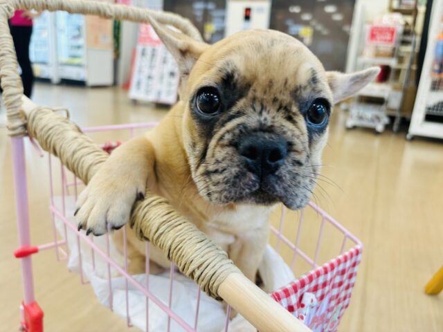 フレンチブルドッグ