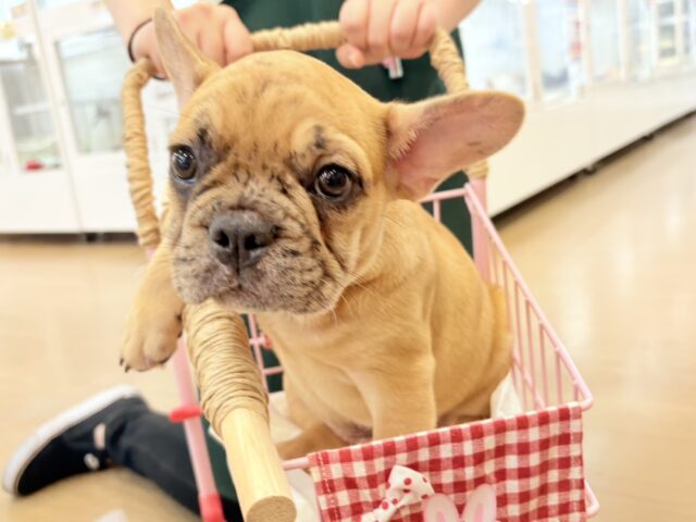 ドッ！ドッ！ドスコーーーイ！！フレンチブルドッグくん！