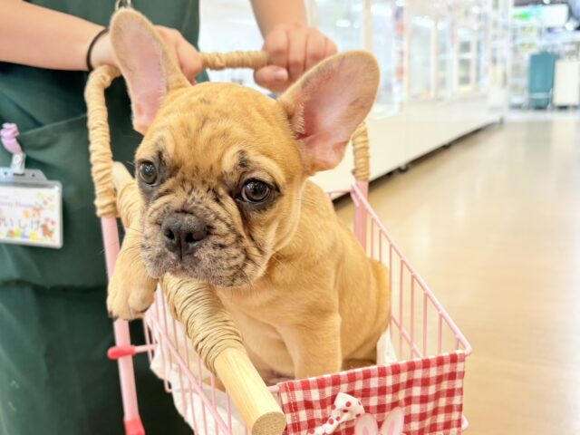 フレンチブルドッグ