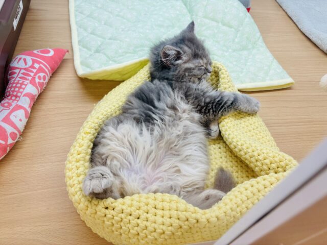 スコティッシュフォールド