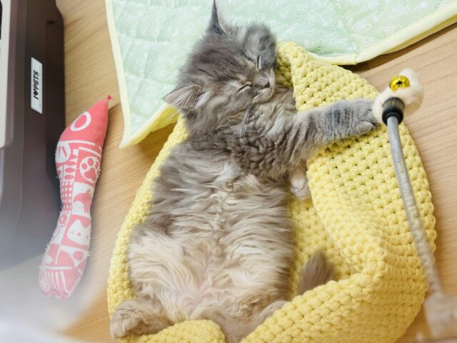 スコティッシュフォールド