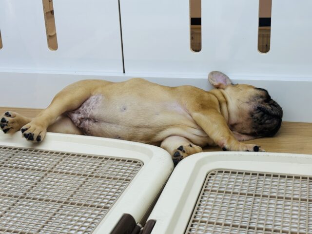 フレンチブルドッグ