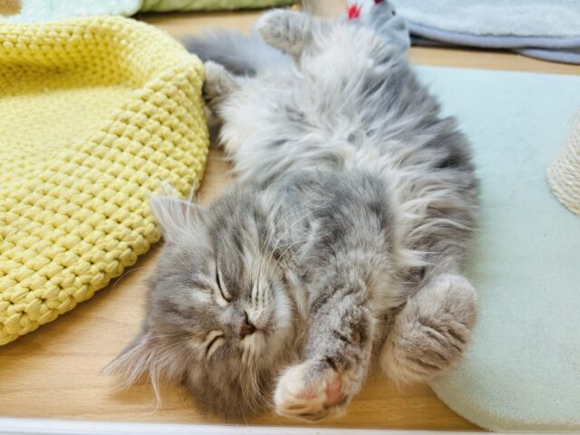 スコティッシュフォールド