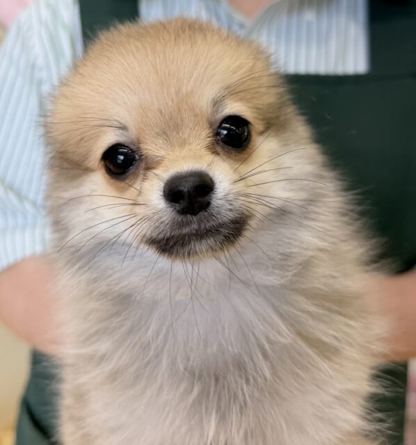 ポメチー（ポメチワ）