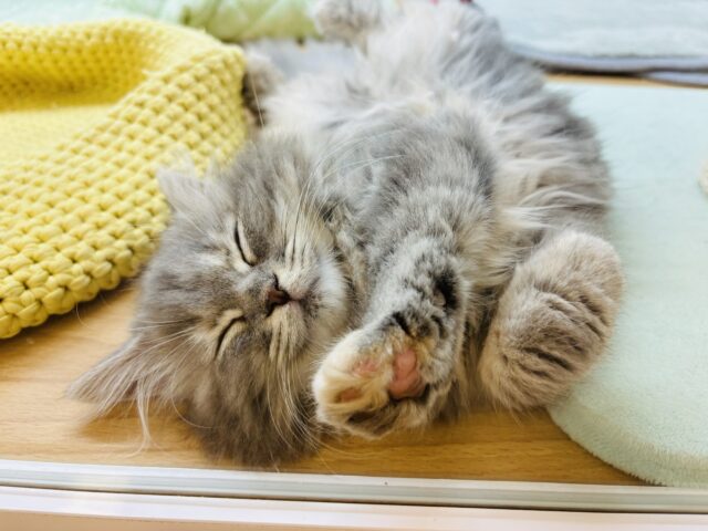 スコティッシュフォールド