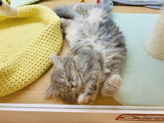 スコティッシュフォールド