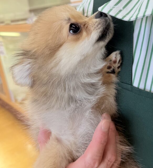 ポメチー（ポメチワ）