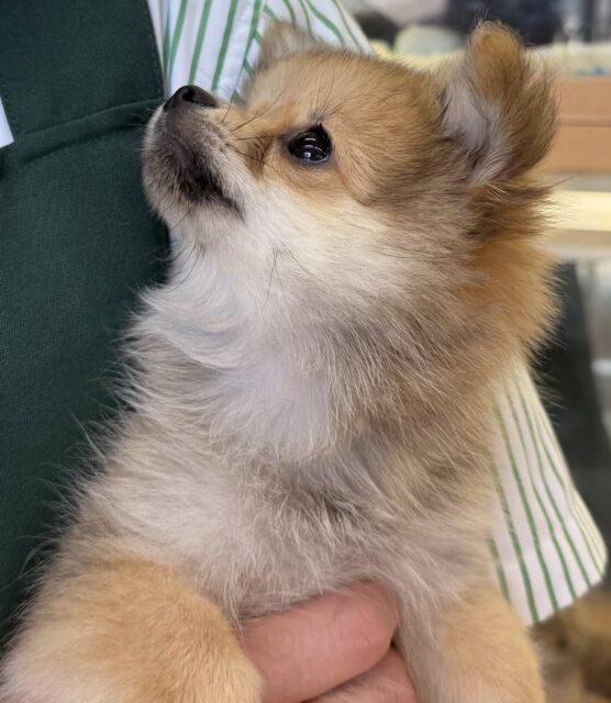 ポメチー（ポメチワ）