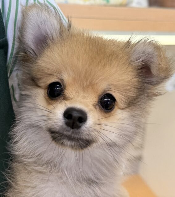 ポメチー（ポメチワ）