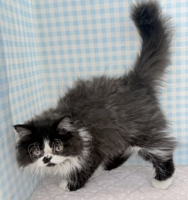 フォールデックス