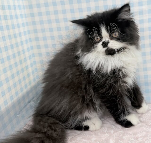 フォールデックス