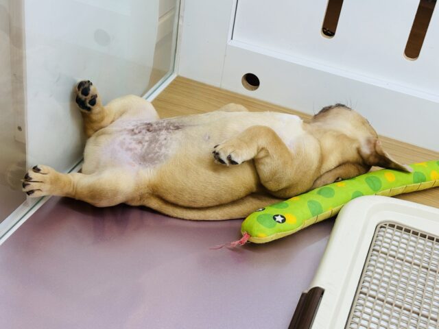 フレンチブルドッグ