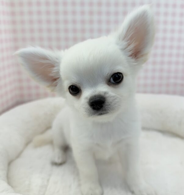 最新画像📷ムチムチホワイトエンジェル！チワワくん！