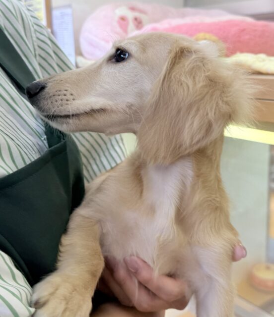 ミニチュアダックス