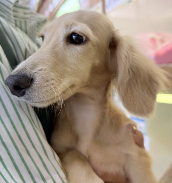 ミニチュアダックス