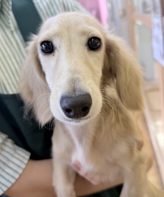 ミニチュアダックス