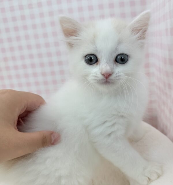 スコティッシュフォールド