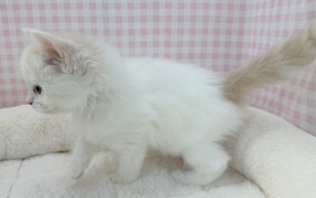 スコティッシュフォールド