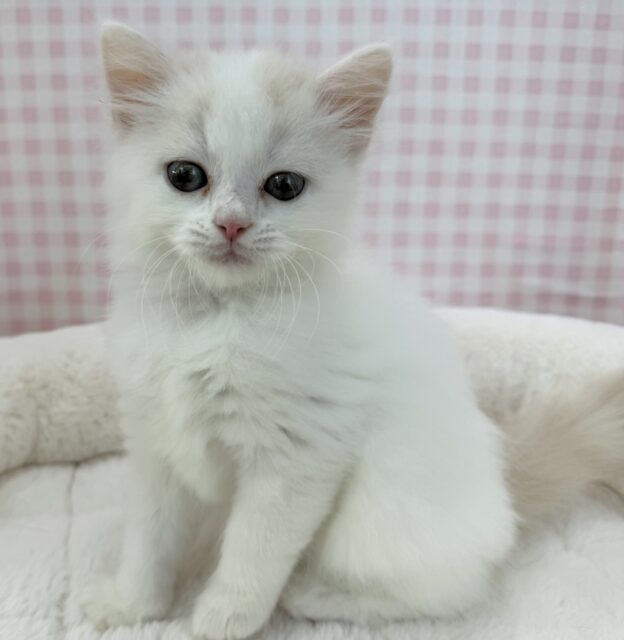 スコティッシュフォールド