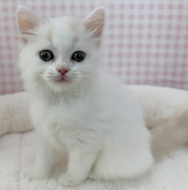 スコティッシュフォールド