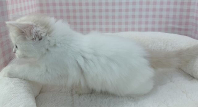 スコティッシュフォールド