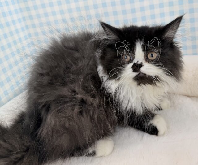 フォールデックス