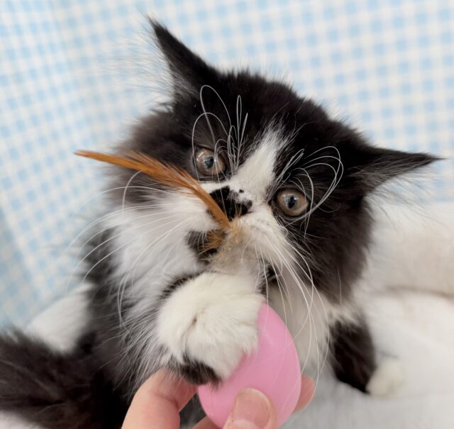 フォールデックス