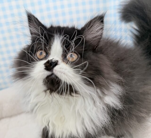 フォールデックス