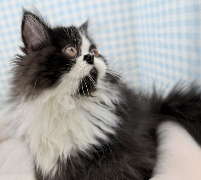 フォールデックス