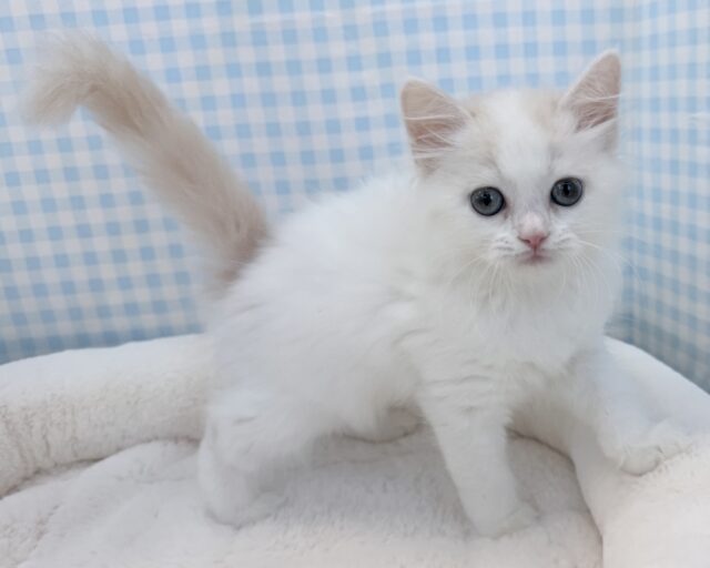 スコティッシュフォールド