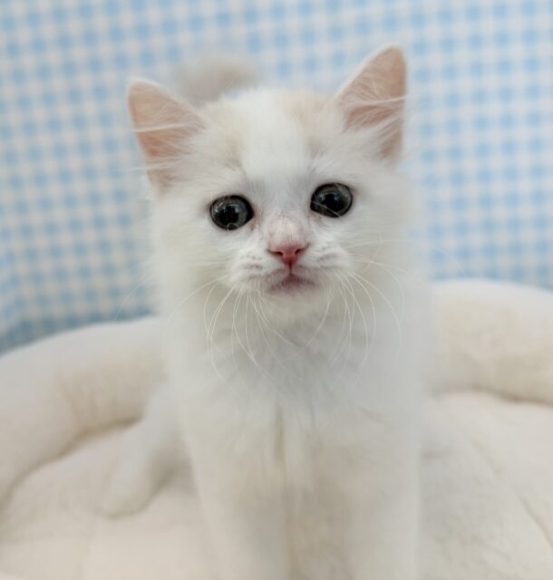 スコティッシュフォールド