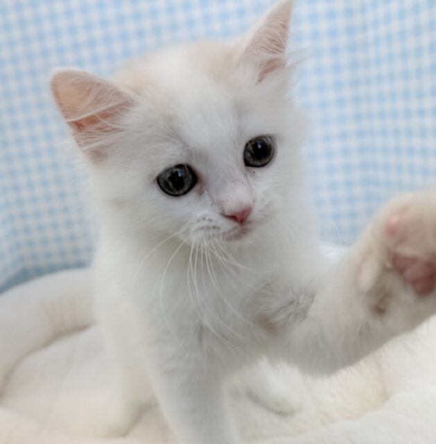 スコティッシュフォールド