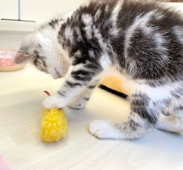 スコティッシュストレート