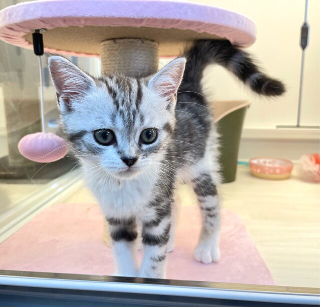 スコティッシュストレート