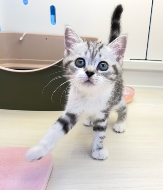 スコティッシュストレート