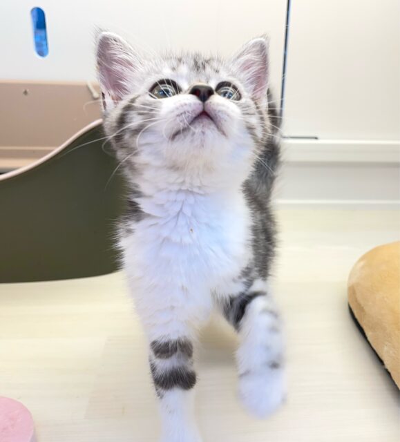 スコティッシュストレート