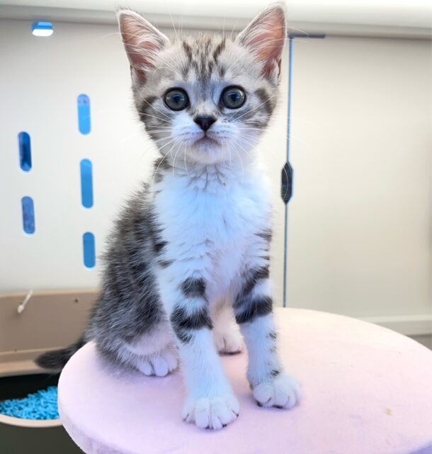 スコティッシュストレート