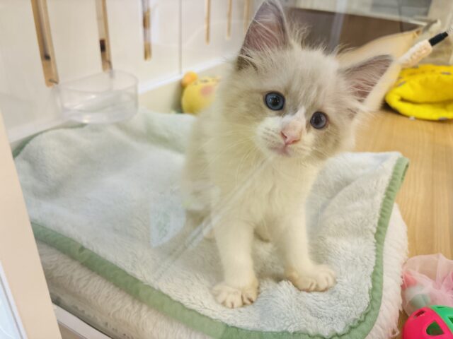 ネヴァマスカレード