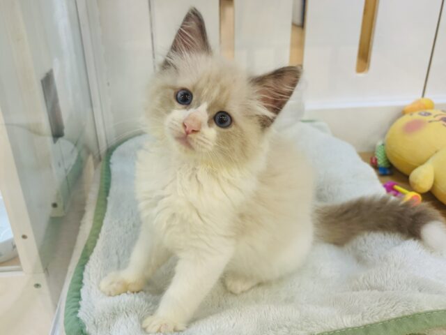 ネヴァマスカレード