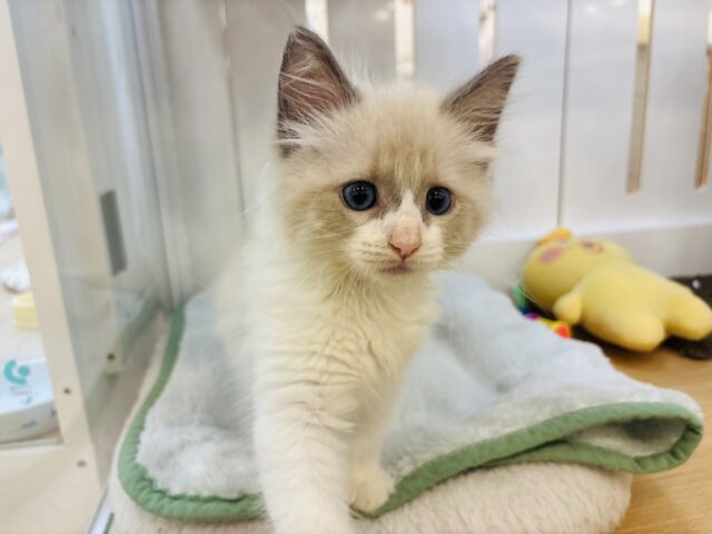 ネヴァマスカレード