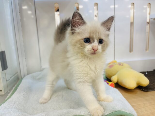 ネヴァマスカレード