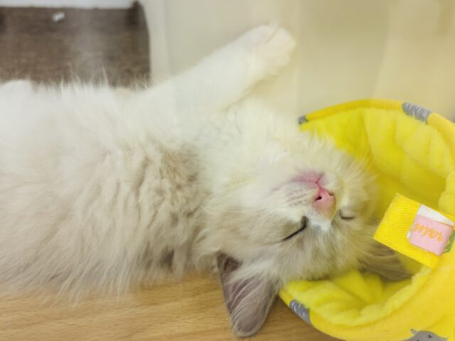 ネヴァマスカレード