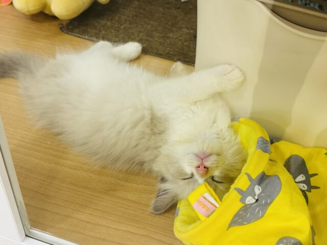 ネヴァマスカレード