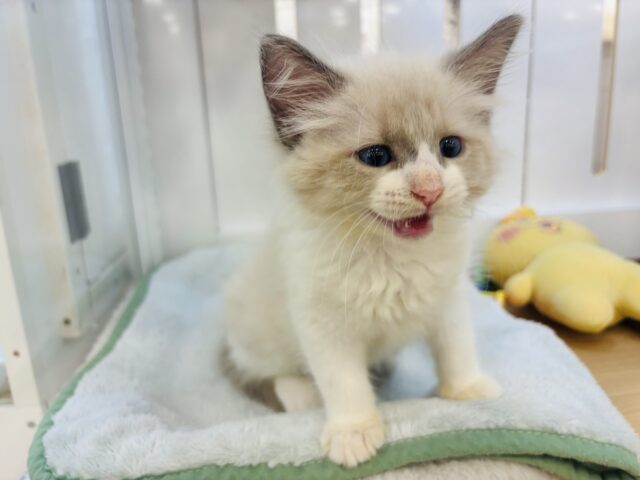 ネヴァマスカレード