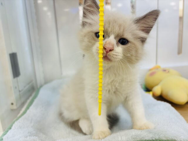 ネヴァマスカレード