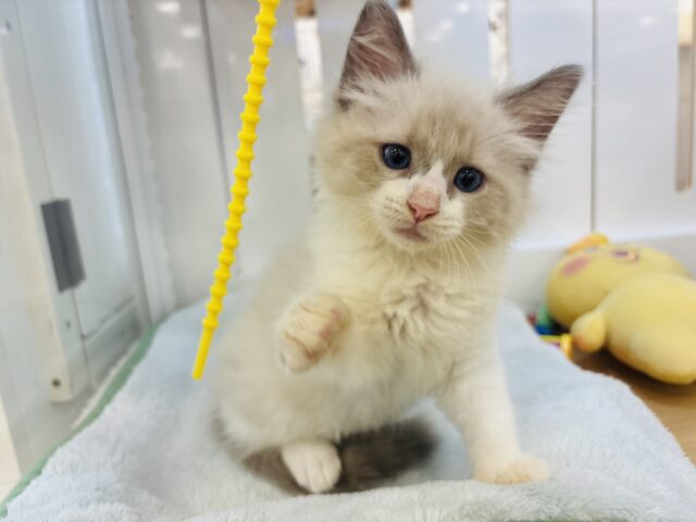 ネヴァマスカレード