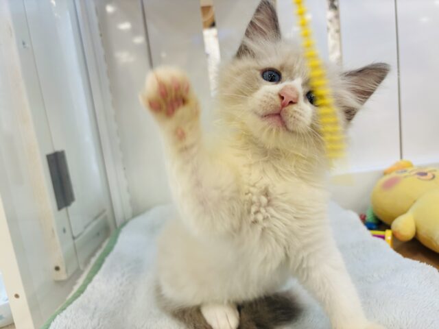 ネヴァマスカレード