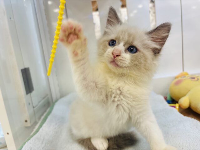 その可愛さにゃんにゃんですか！！ネヴァマスカレードくん！