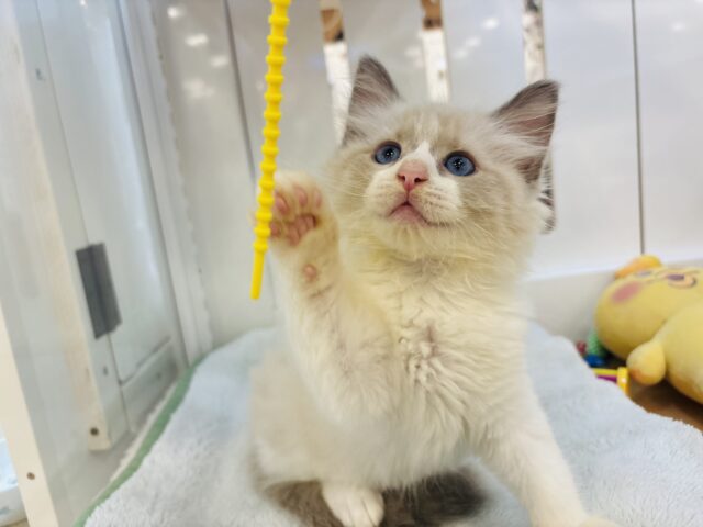 ネヴァマスカレード