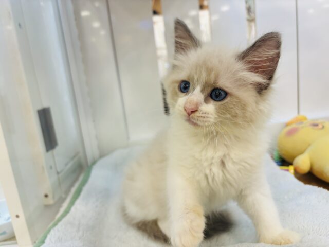 ネヴァマスカレード